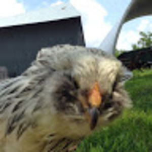 Meet your Posher, Emily